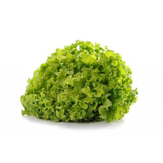 Bataviasalat grün > aus eigener Ernte