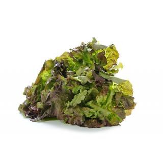 Bataviasalat rot > aus eigener Ernte