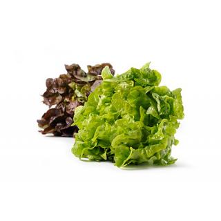 Eichblattsalat rot > aus eigener Ernte