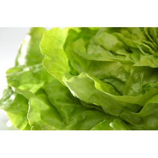 Kopfsalat grün > samenfest