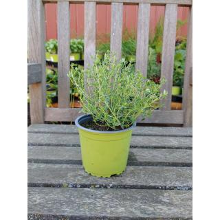 Thymian (Oragen- oder Limonaden-) im Topf