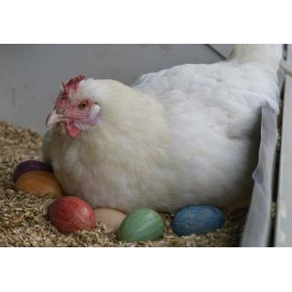 Bunte gekochte Eier > Vorbestellung für die Osterwoche > selbstgefärbt mit Auro