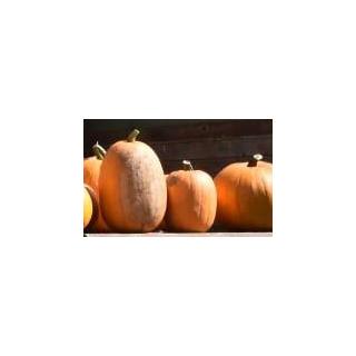 Kürbis zum Schnitzen Jack ''o'' Lantern > aus samenfestem eigenen Anbau