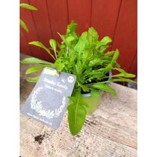 (Stauden-)Rucola im Topf