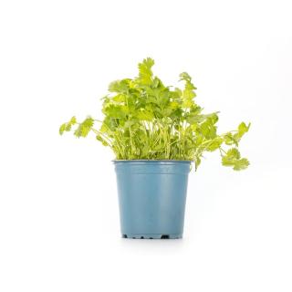 Koriander im Topf