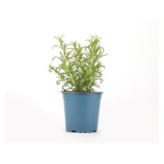 Rosmarin im Topf