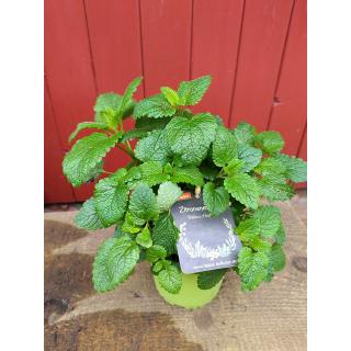 Zitronenmelisse im Topf