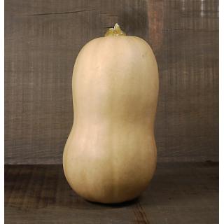 Kürbis Butternut > aus eigener Ernte