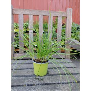 Schnittknoblauch im Topf