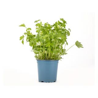 Liebstöckel im Topf