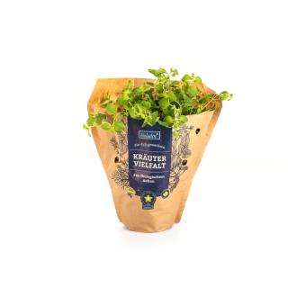 Oregano im Topf (griechisch)