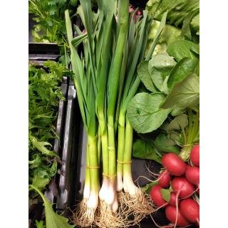 Bundknoblauch