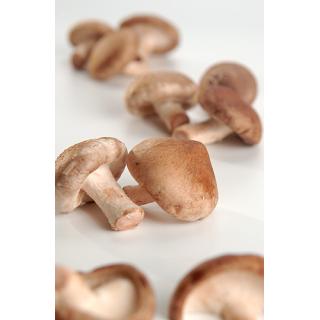 Shiitake