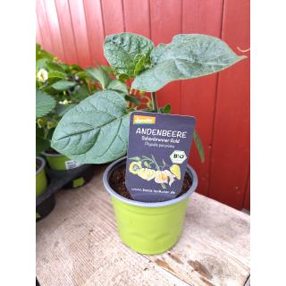 Jungpflanze Physalis Andenbeere im Topf