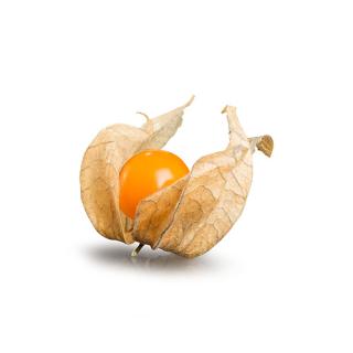 Physalis (Andenbeere) > es geht los :-)