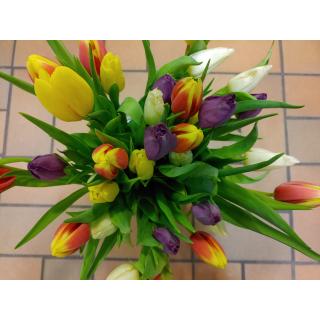 Tulpensträuße (div. Farben)