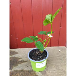 Jungpflanze Erdbeere "Ostara" (immertragend) im Topf