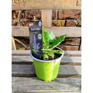 Wiesensalbei Staude im Topf