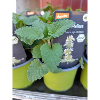 Weiße Melisse Staude im Topf