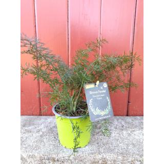 Gewürzfenchel "Bronze" im Topf