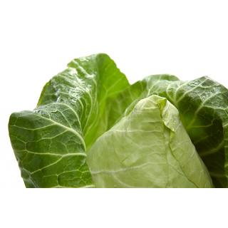 Spitzkohl > aus eigener Ernte