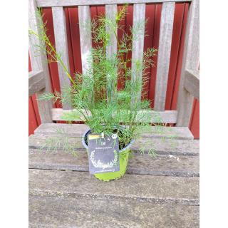 Dill im Topf