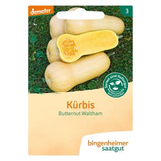 Kürbis Butternut