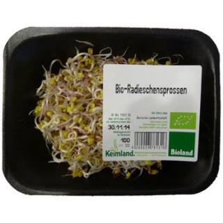 Radieschensprossen samenfest