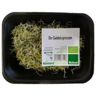 Zwiebelsprossen samenfest