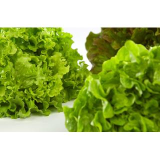 Salat > aus eigener Ernte